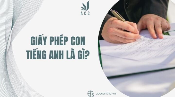 Giấy phép con tiếng Anh là gì?